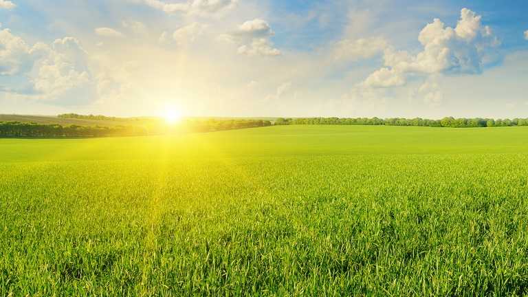 The sun rises over a field of grass