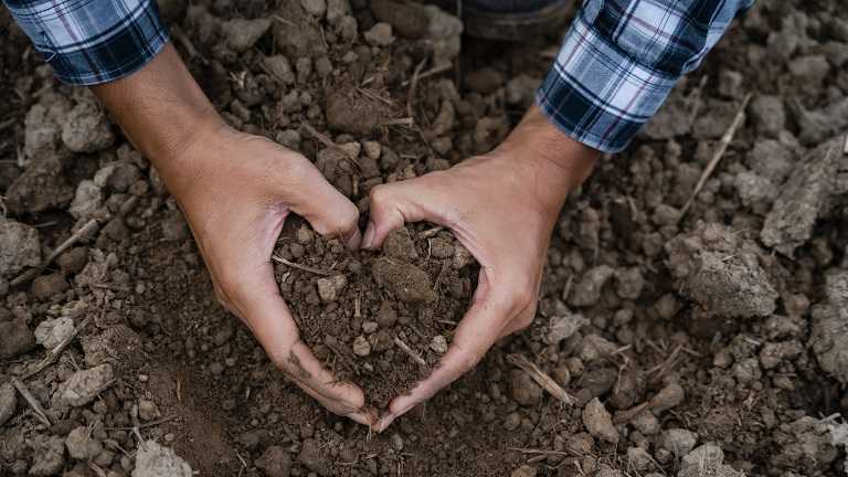 A man's hands around a clod of soil