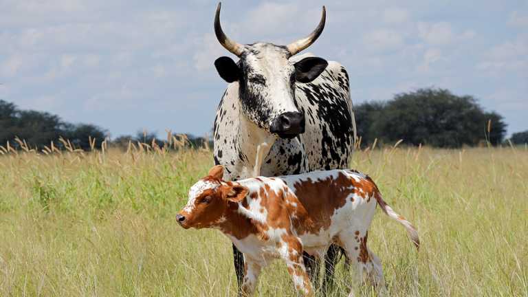 Africa-specific research could help grasslands boost resistance to climate change