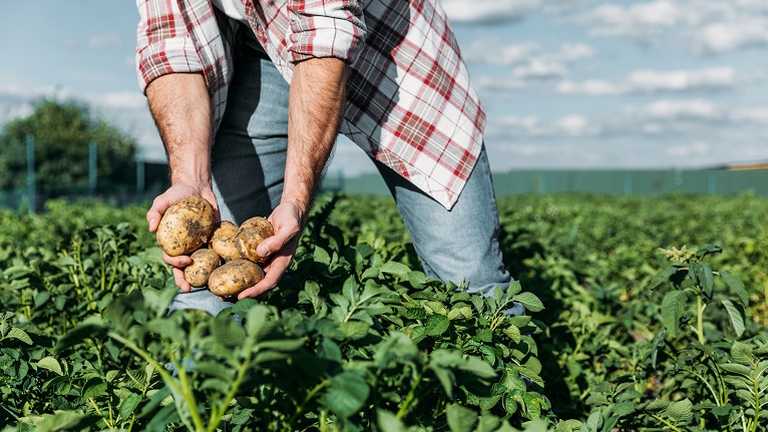 A man in a field picking a crop of potatoes
