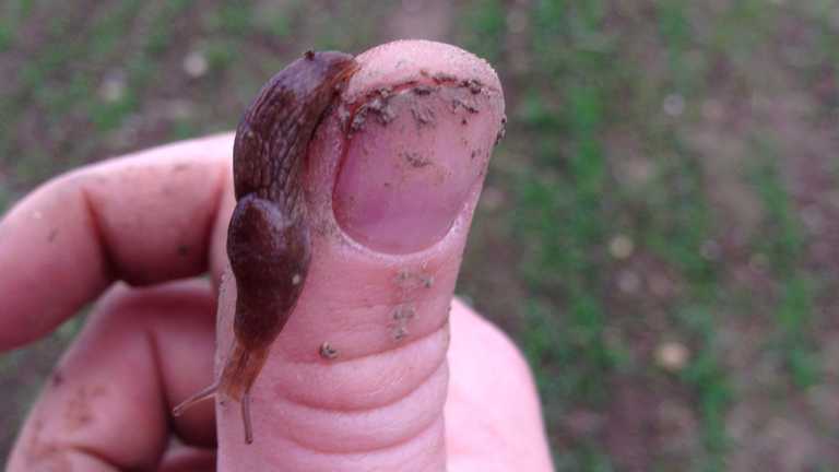 A slug on a man's thumb