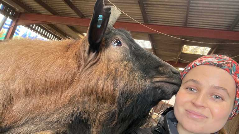Dr Holly Vickery with one of the goats involved in the project\A trio of goats wearing sensor technology face the camera in a barn.