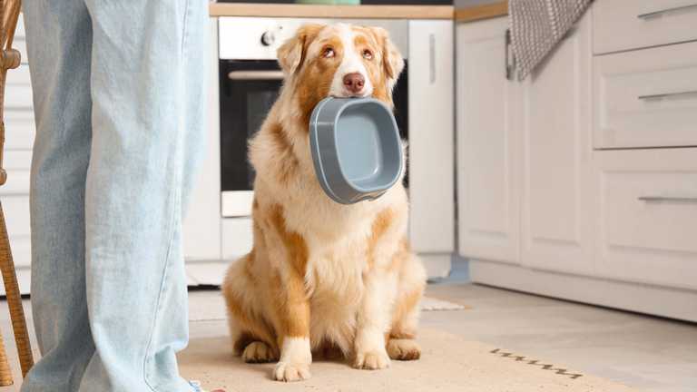 Public's help sought to help tackle canine obesity 'epidemic'