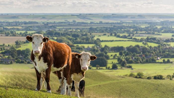 Two Hereford cows out on a hillside