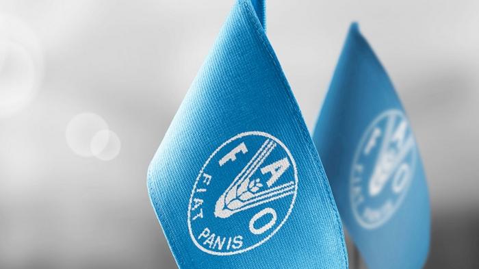 A stock photo of FAO flags