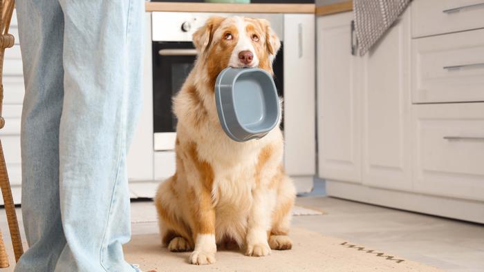 A dog looks eagerly up at a woman with a bowl in its mouth
