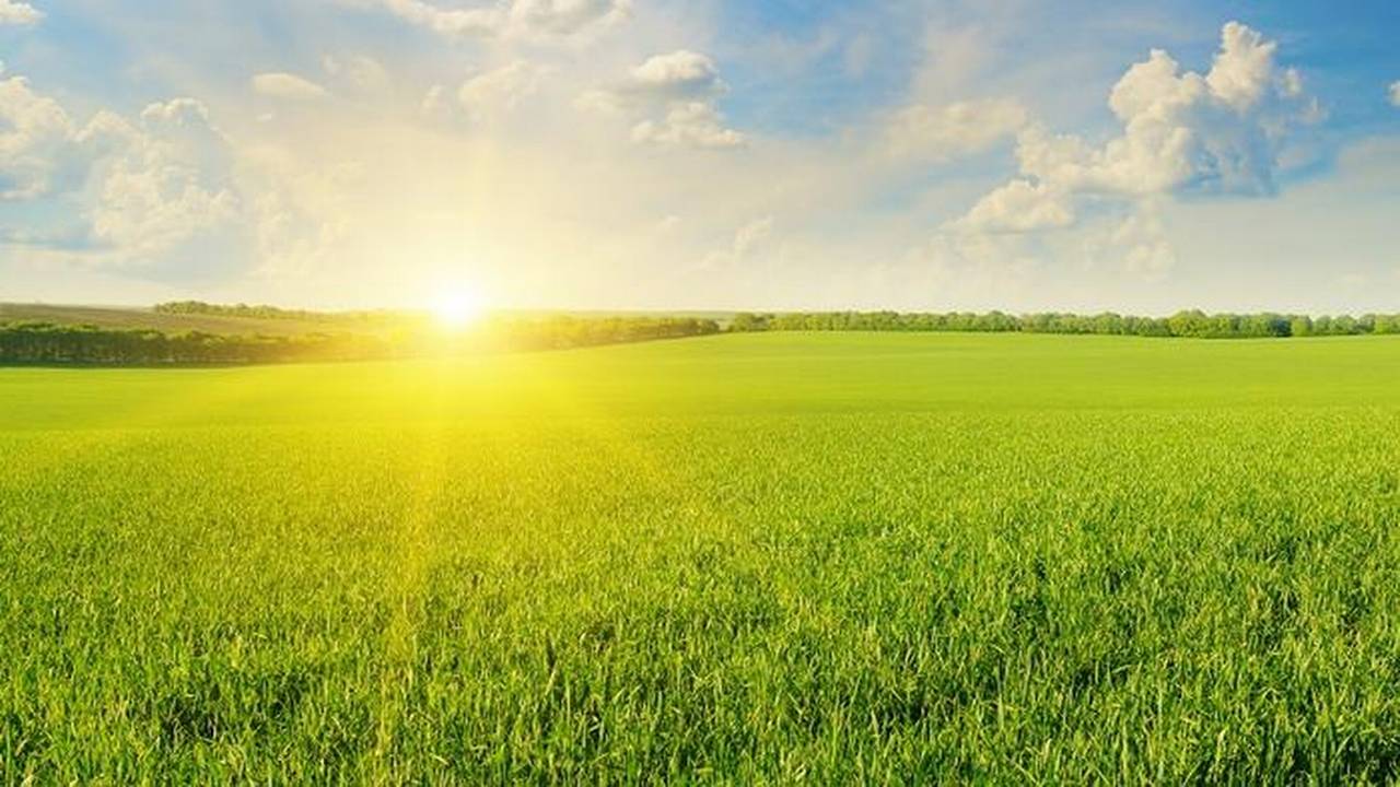 The sun rises over a field of grass