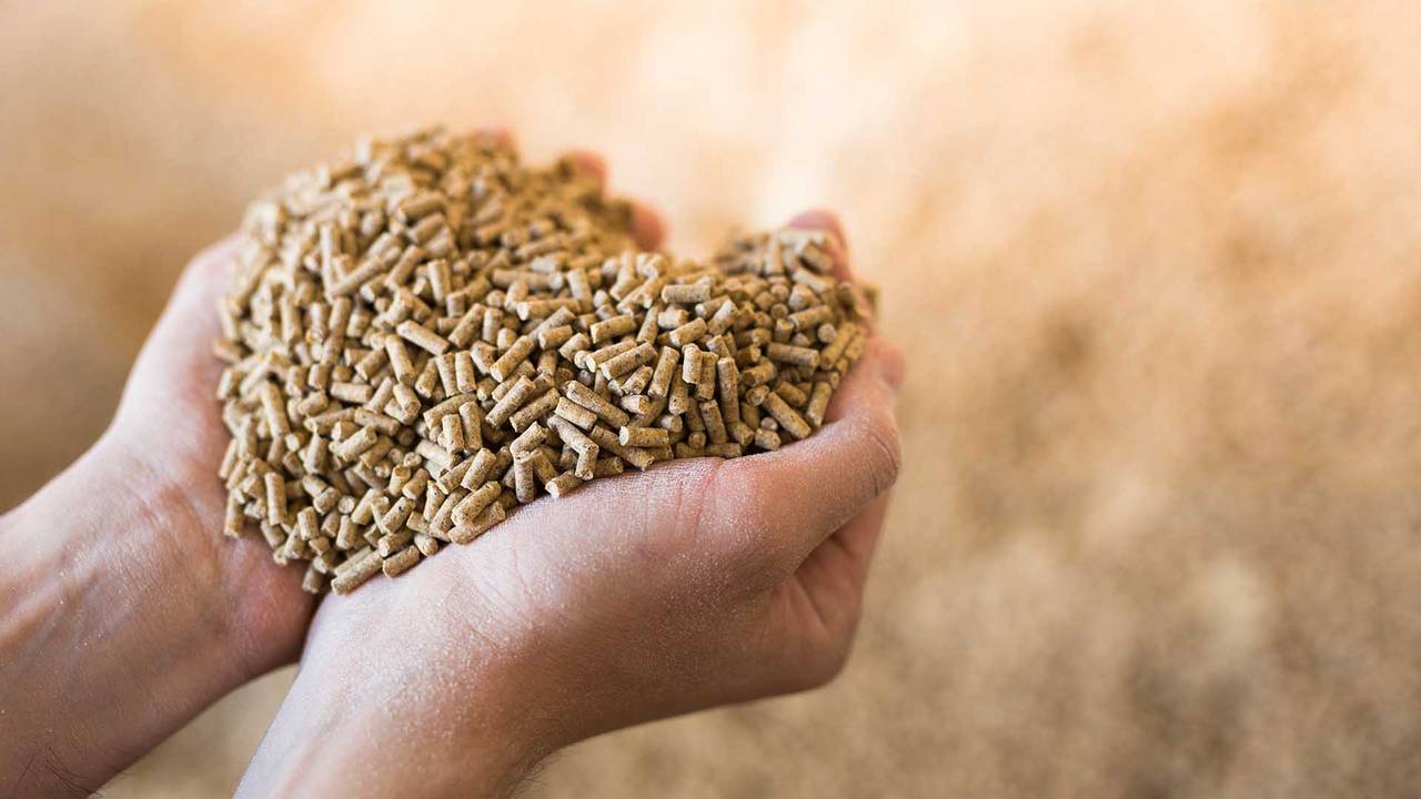 Animal Feed