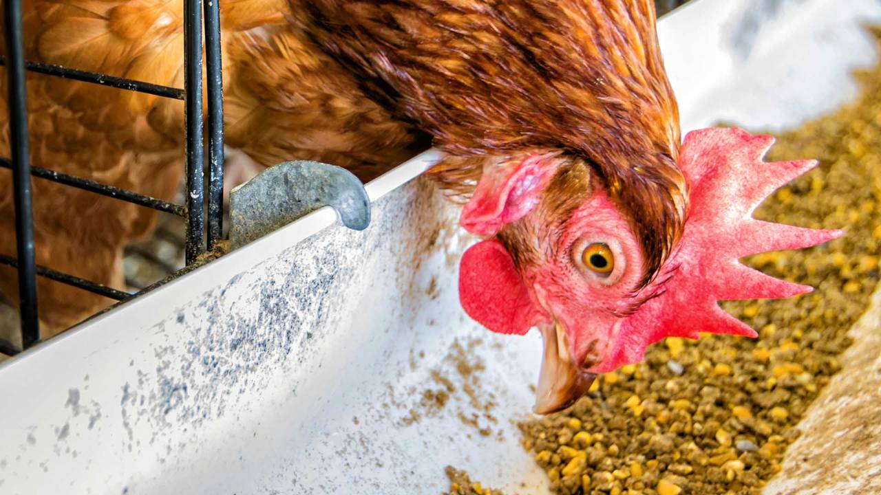 Hen
