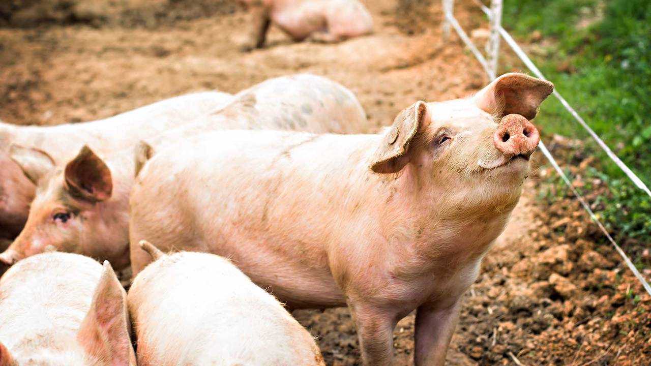 Pigs
