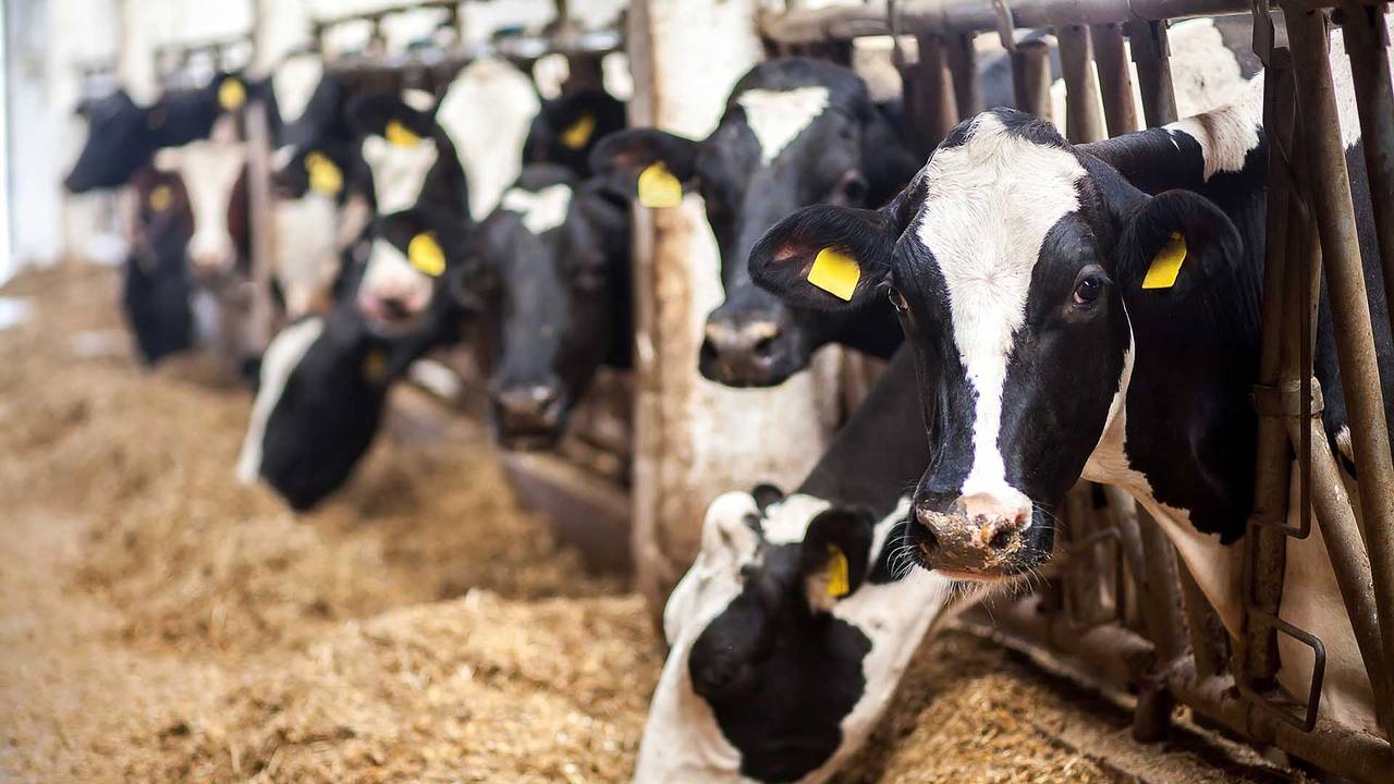 Cattle