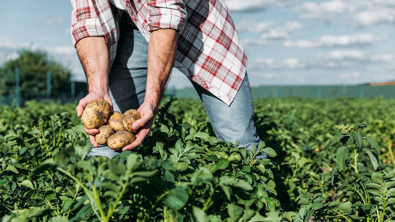 Holding potatoes