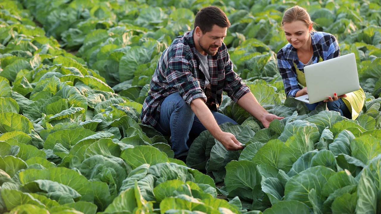 Researcher examining a crop in a field