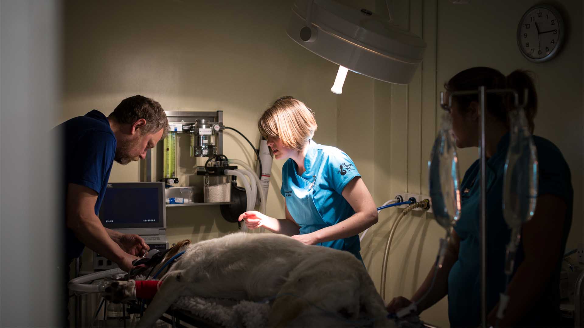 Veterinary surgeon and nurse perform an operation