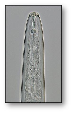 Pratylenchus penetrans