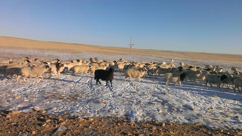 Mongolian Sheep