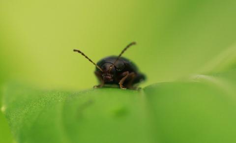Cabbage stem flea beetle