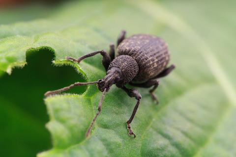 Vine weevil