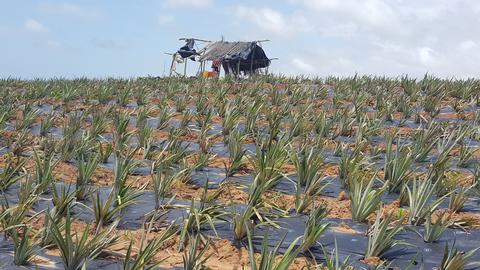 Small-holder pineapple farm