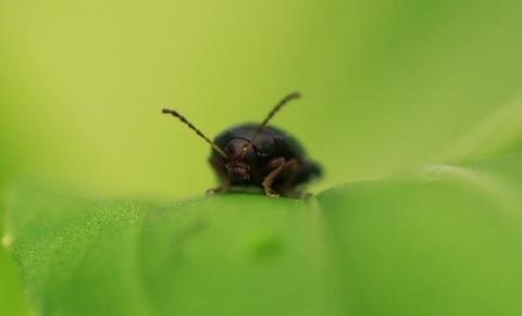 Cabbage stem flea beetle
